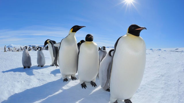 Emperor penguin, Aptenodytes forsteri 