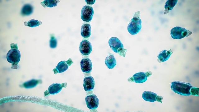 Coccidioidomycosis fungus, illustration 