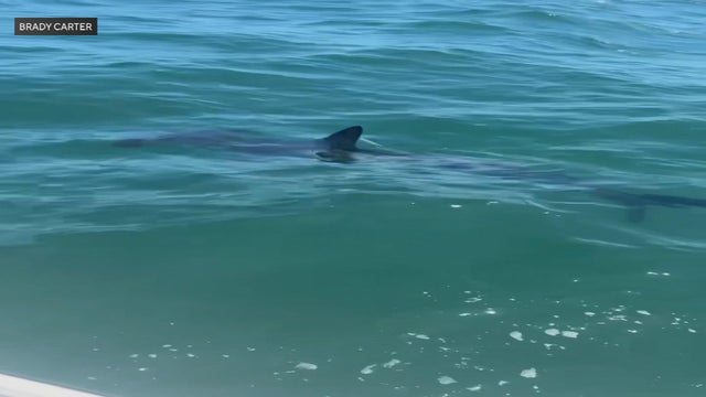 hammerhead-smooth.jpg 