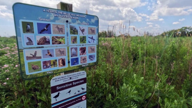 ihh-salt-marsh-frame-438-1.jpg 