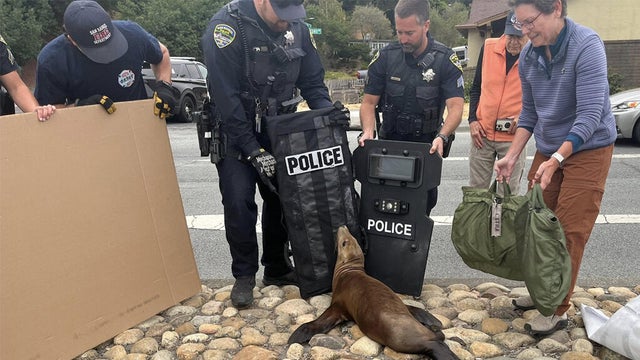 san-rafael-sea-lion-072225.jpg 